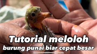 Tutorial meloloh anak burung punai biar cepat besar #kicaumania