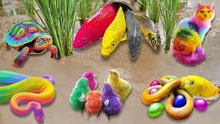 Worlds Cutest Chickens, Colorful Chickens, Rainbow Chickens, Cute Ducks, Cats, Rabbits, Cute Animals by Scoopy Toys_ 1,058 views 1 month ago 10 minutes, 33 seconds