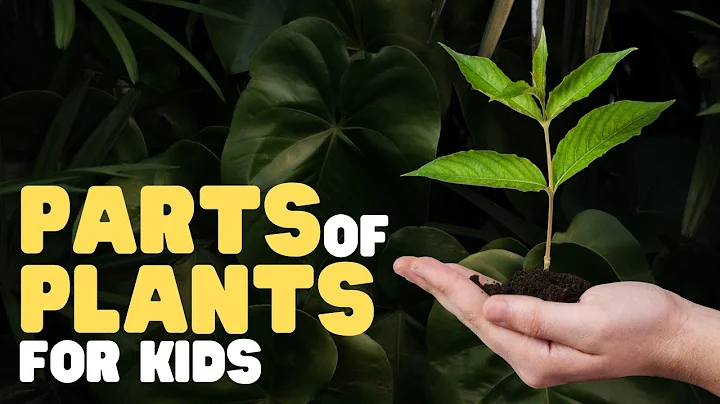 Parts of Plants for Kids | Learn all about plant parts and their functions - DayDayNews