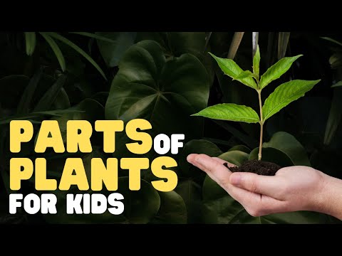 Video: Wat zijn bloemschutbladen - Leer over planten met schutbladen
