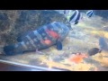 魚っ知館 2/2 の動画、YouTube動画。