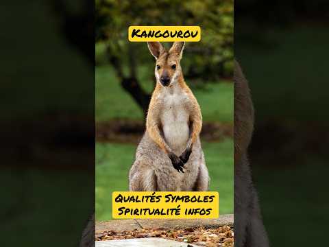 Vidéo: Quel kangourou est le symbole national de l'Australie ?