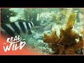 Beneath The New Zealand Sea (Wildlife Documentary) | Wild Coasts | Real Wild