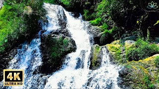 Soothing Piano Music with 4K Nature Scenery  Moutain Stream Waterfall & Bird Chirping Sounds