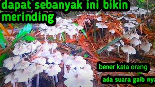 dapat jamur barat sebanyak ini di hutan auto merinding