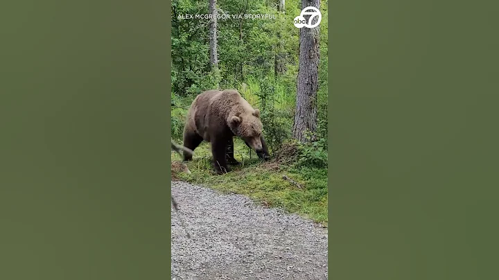 Hikers encounter bear in Alaska's Katmai National Park