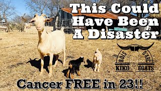 This Could Have Been A Disaster | Close Call on the Farm | Cancer FREE in 23 !!!! by Bois D’ Arc Kiko Goats 7,545 views 1 year ago 21 minutes