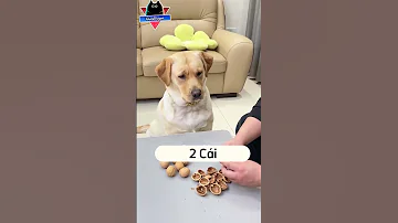 كلب مسخرة مضحك جدا قطط مضحكة مواقف مضحكة مقاطع مضحكة فيديوهات مضحكة دموع الكوميديا 