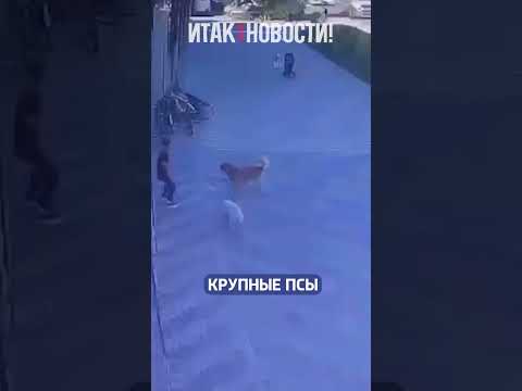 В Краснодаре парень отбил ребёнка у двух крупных собак! | Итак, новости!
