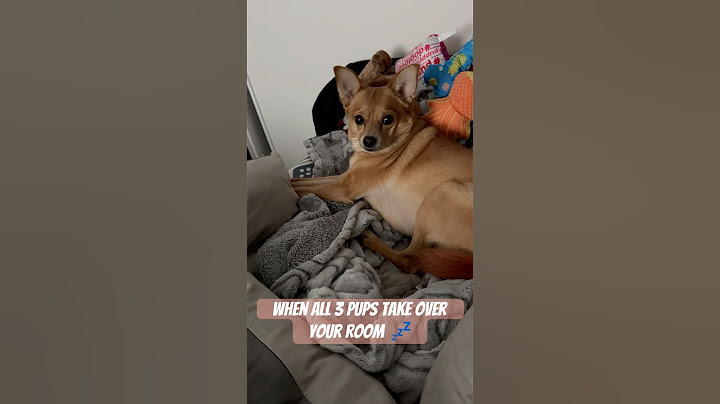 I wouldn’t have it any other way #puppylove #puppy #snuggly #dog #pets #snooze #guslife #rescuedog