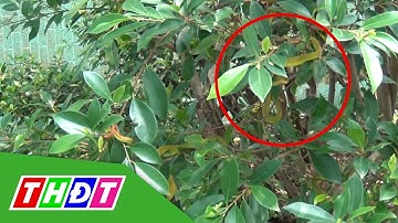 Cứu sống người đàn ông bị rắn lục đuôi đỏ cắn khi đang làm vườn ở Tiền Giang | THDT