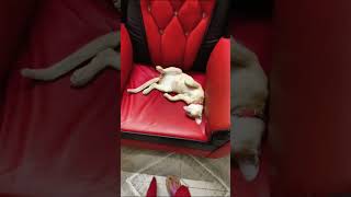 Funny Cat Sleeping on Sofa 😂 😺