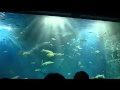 千歳サケのふるさと館・エサタイム・20160503 の動画、YouTube動画。