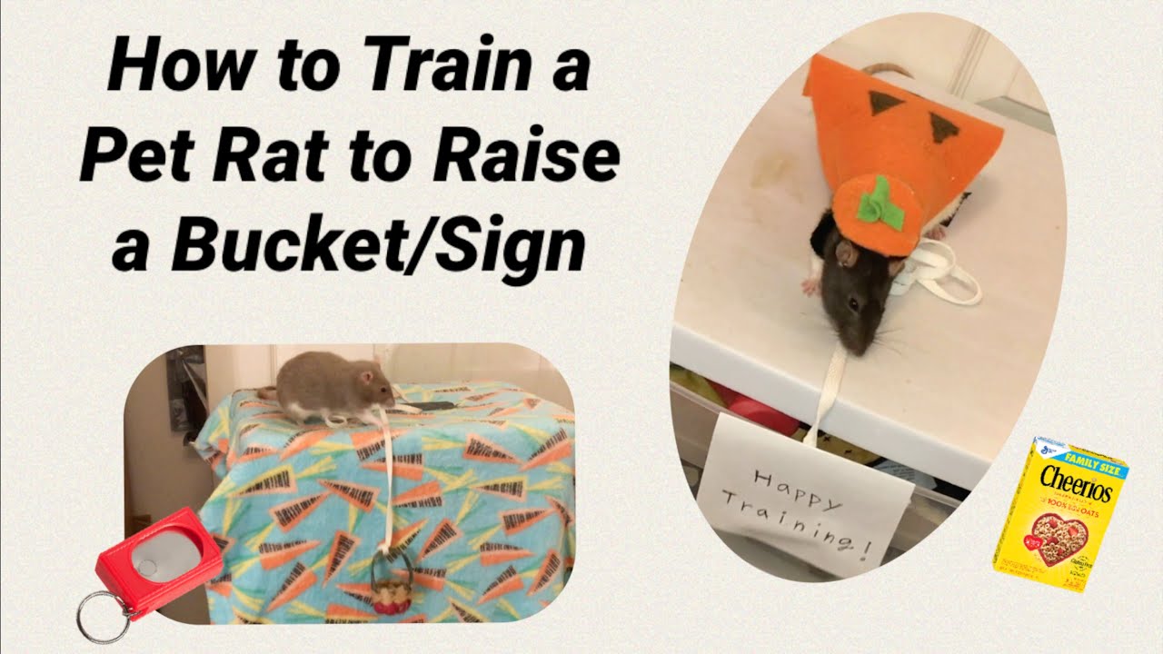 How to Train a Rat to Pull Up a Bucket/Sign - YouTube