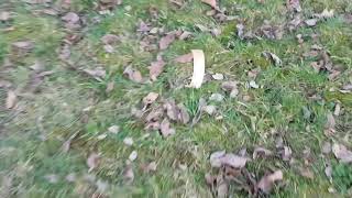 Selfmade 2Gramm Bks Böller Kno3Mgs Vs Holzbox