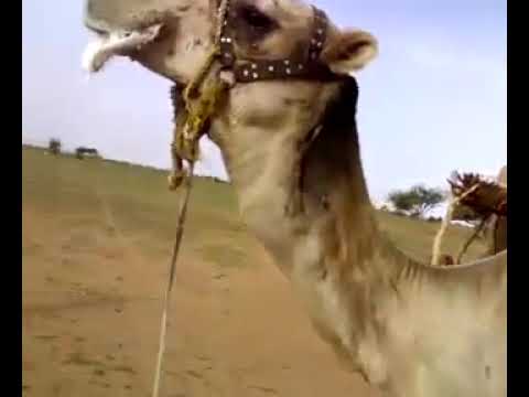 دوبيت ود ام سيالة