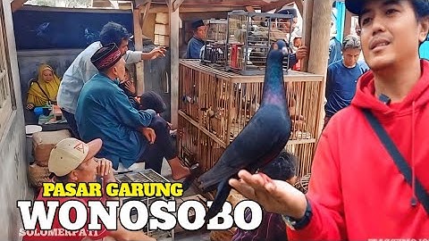 GREBEK/SURVEI HARGA MERPATI PASAR GARUNG WONOSOBO
