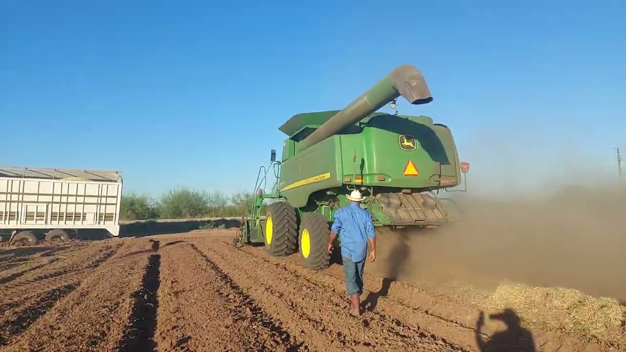 Trillando el frijol y esperemos que tenga precio