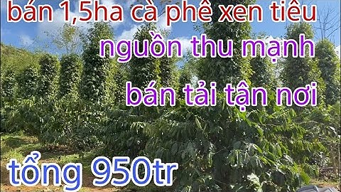 (Đã bán)Nhà đất đăk nông bán rẫy cà phê xen tiêu. Nguồn thu mạnh. Giá 950tr. Lh 0914743898