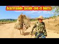 Así se ACARREA la PASTURA de la MILPA con los BURROS en la Mixteca