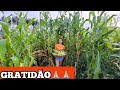 NOSSO PRIMEIRO PLANTIO DE MILHO🌽NO SÍTIO/ESTAMOS SURPRESOS COM O RESULTADO