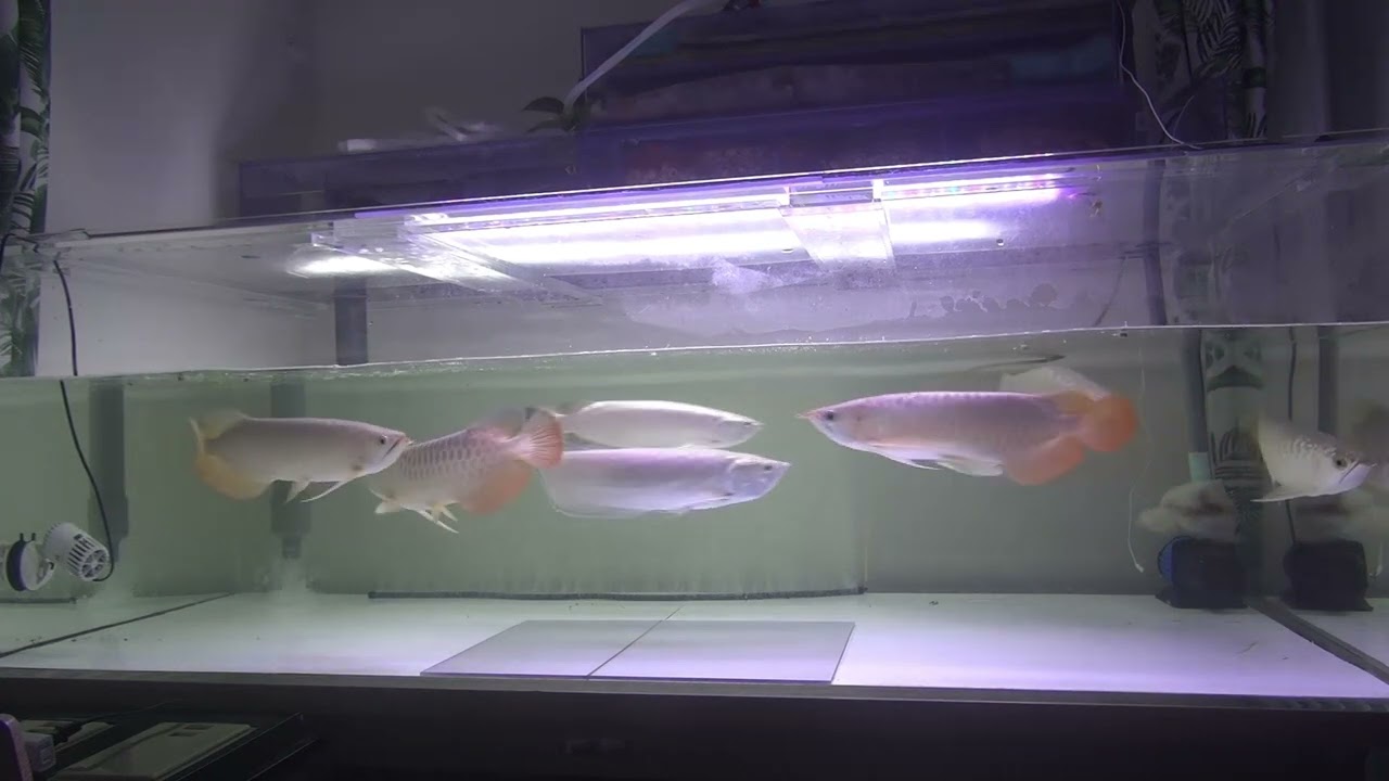 アジアアロワナ混泳180cm水槽 バッタあげた 紅龍、過背金龍