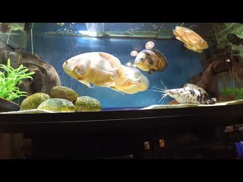 Астронотус(ASTRONOTUS OCELLATUS)
