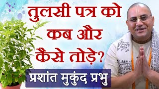 भूलकर भी तुलसी के पत्ते को इस दिन नहीं तोड़ना |  श्रीमान प्रशांत मुकुंद प्रभु