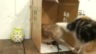 This Cute Kitten and An Owl Becomes Playmates