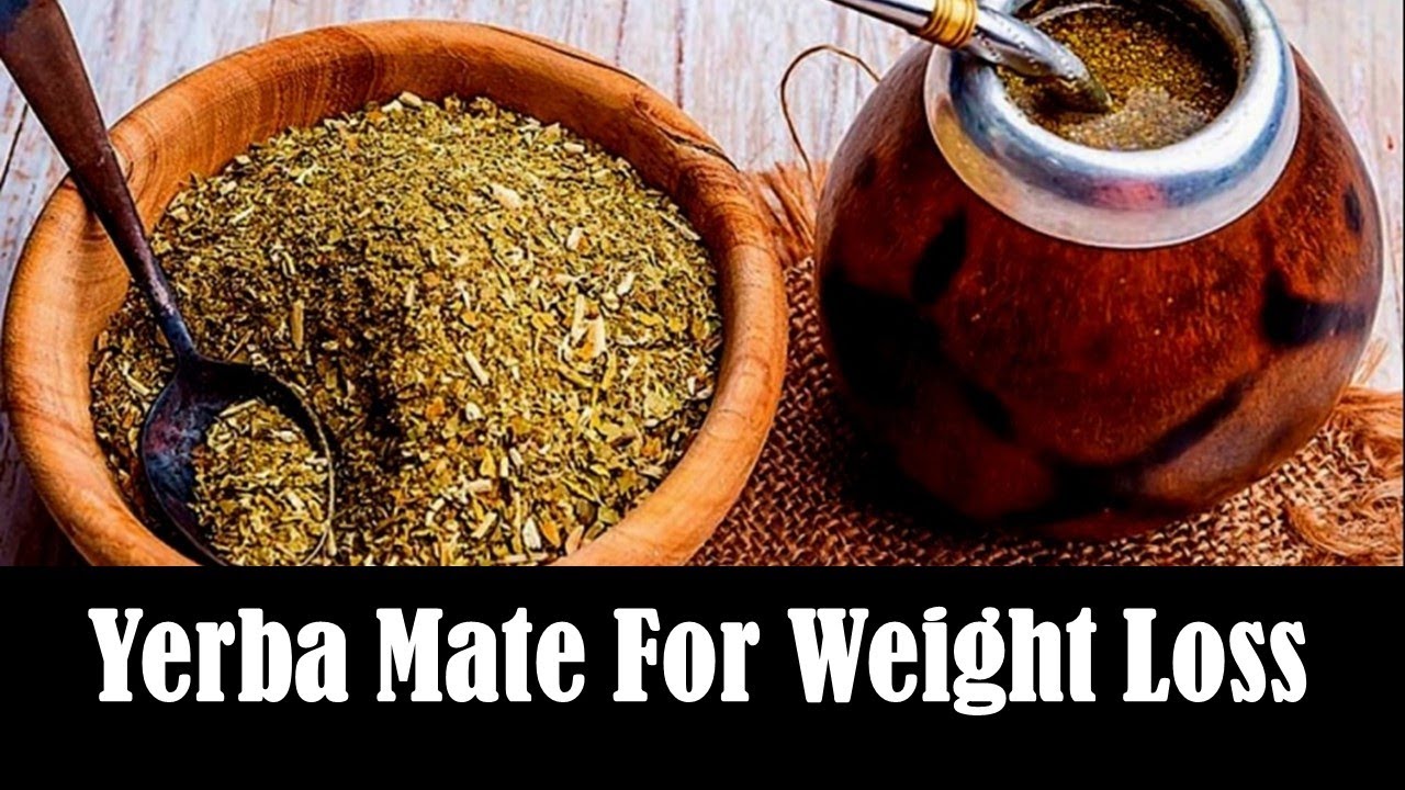 Best Yerba Mate For Weight Loss Yerba Mate For Weight Loss – Better Alternative Of Green Tea! - YouTube