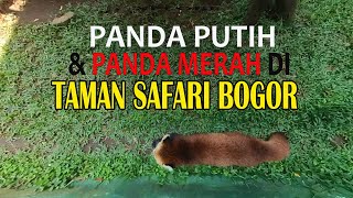 PANDA SATU SATUNYA DI INDONESIA ADA DI SINI...II taman safari bogor