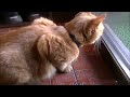 うちの猫がノラ猫と話していたので、翻訳してみた。
