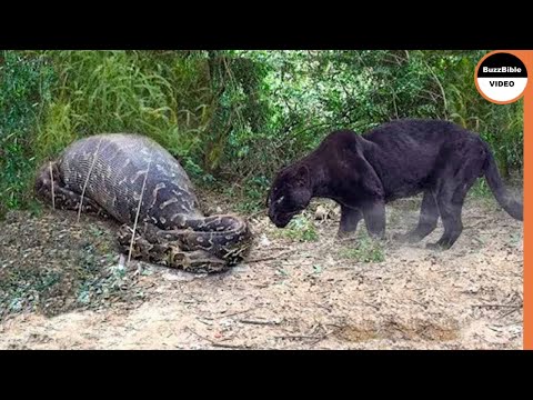 Giant Anaconda Face Off A Black jaguar .. Fight To The Death