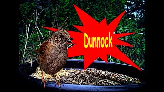 Why Do I Love a Dunnock That Visits My Garden?