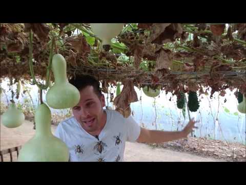 Video: Pflanze Lagenaria