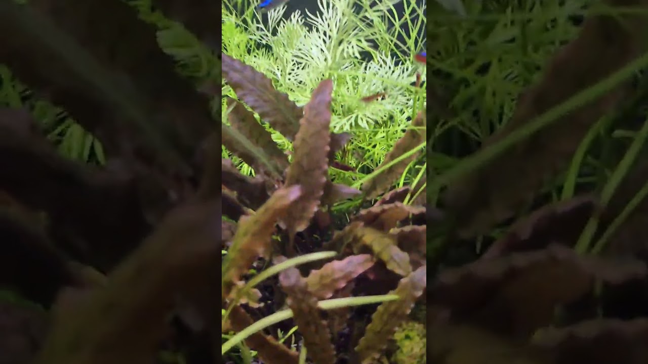 Easy Nano Tank Setup. 