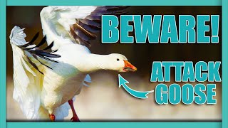 ABOUT. THE GOOSE - What Makes Geese Attack? by Nature's Wonder 194 views 3 months ago 4 minutes, 18 seconds