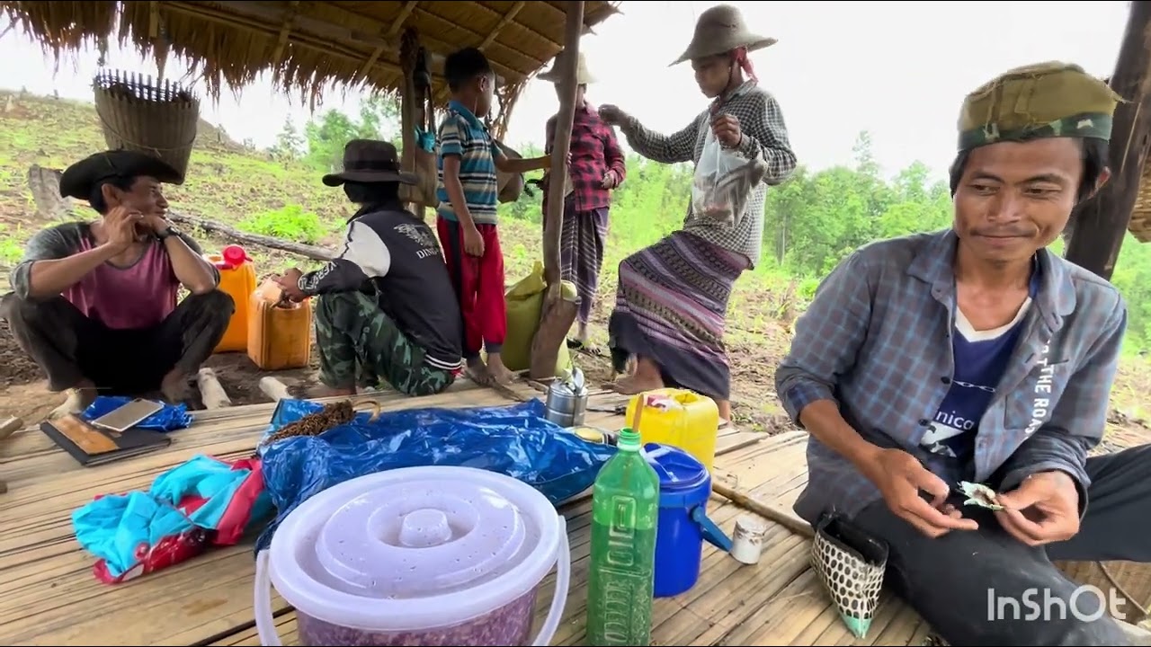 မျိုးစေ့ များများကျဲချရင် သီးနှံထွက်ရှိလာမယ့်ချိန်ဆို ကိုယ်ပဲများများရမှာ(အပိုင်း-၃)K/State