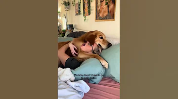 Doglove Ilovemydog Animals Dog Petstagram Dogslife Instagood Happydog 