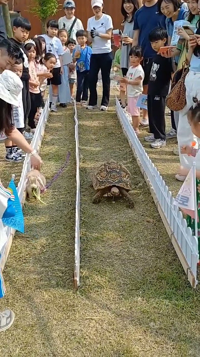 Lomba lari kelinci Vs kura kura#kurakura #binatang #binatanglucu #lomba #animals #animal