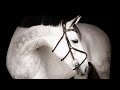 Can’t Hold Us | Equestrian Music Video