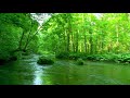 Deep forest green stream nature sounds flowing water sounds of river and forest birds singing