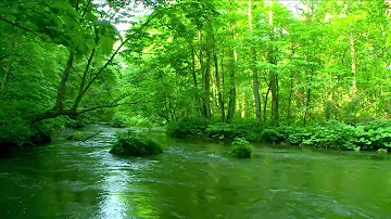 Deep Forest Green Stream. Nature Sounds, Flowing Water. Sounds of River and Forest Birds Singing.