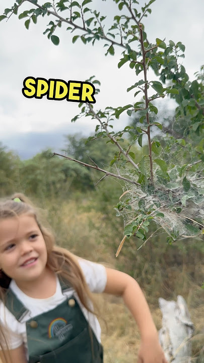 Super Spiders! 🕷️🤍