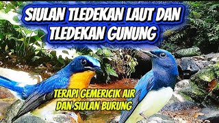 🔴siulan burung tledekan laut dan tledekan gunung terapi suara air dan burung 