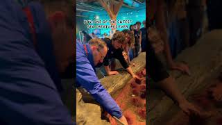 POV: ONE OF THE CUTEST SEA CREATURES EVER