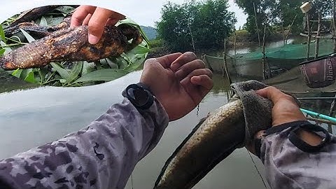 Quá Đã Trúng Mánh Bầy Cá Lóc Nướng Ăn Ngon Tuyệt #tsonvlog #fishing #vlog 