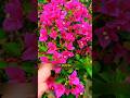 poda en buganvilias #plantas
