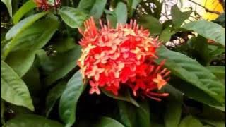 Raga Des dhun (Taal Ektaal) by Sanjay Deshpande