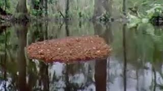 Ants Create a Lifeboat in the Amazon Jungle | BBC Studios